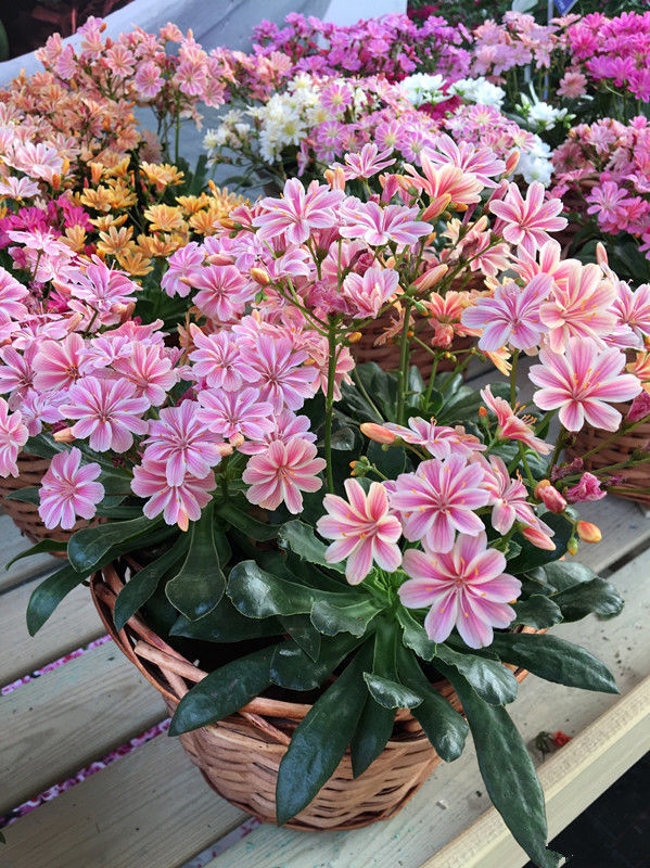 7 kinds of "longlasting flowers", which grow fast and bloom more