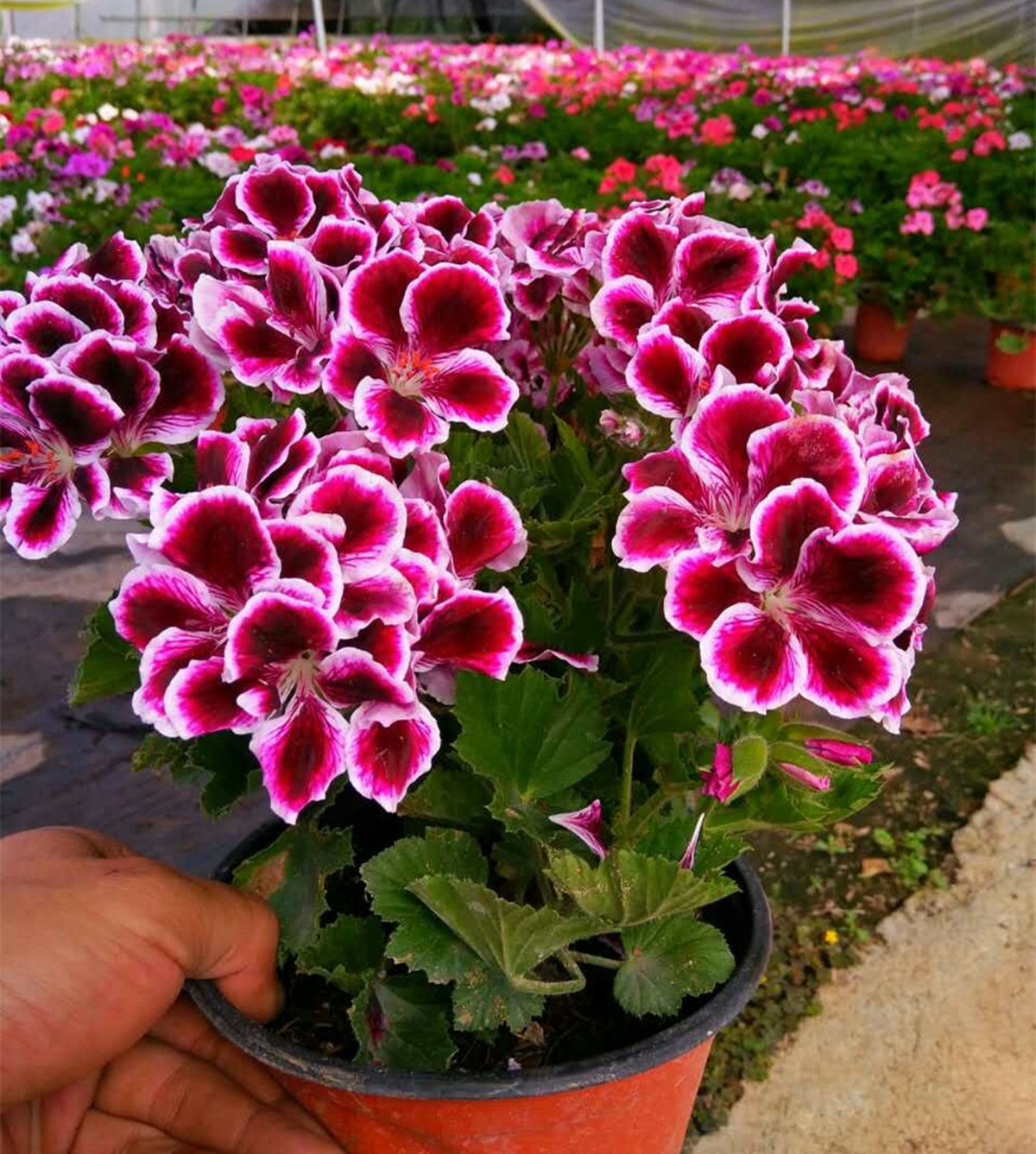7 kinds of "longlasting flowers", which grow fast and bloom more