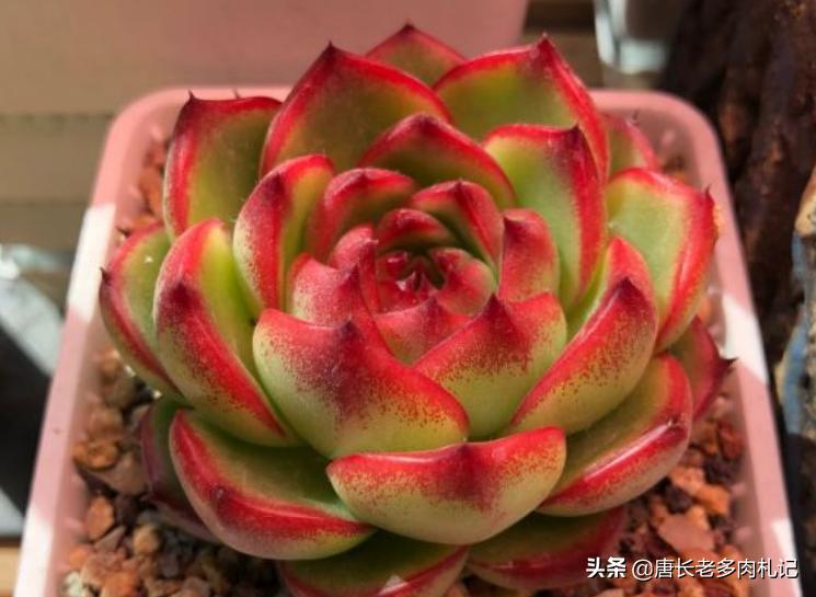 冬云系多肉月亮石 不仅名字好听 而且还容易度夏和养出状态 资讯咖