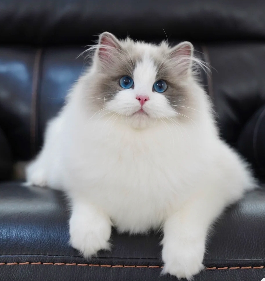 布偶猫最好的花色不是双色 而是高白手套色 资讯咖