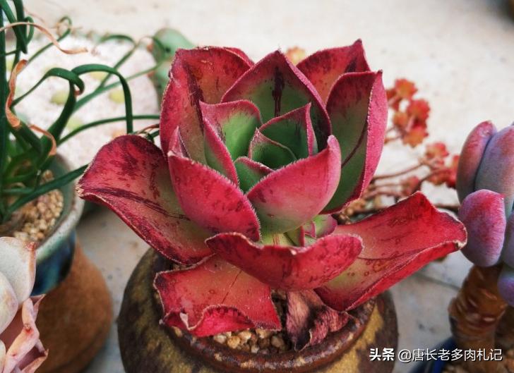 多肉红富士法师 出状态时那一抹红色的娇艳是否会将你彻底迷倒 Mp头条