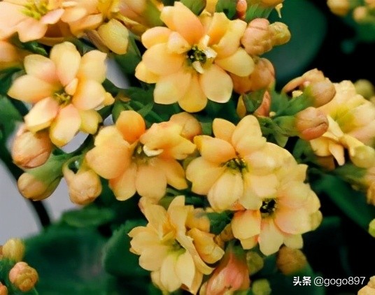 长寿花之美 Mp头条