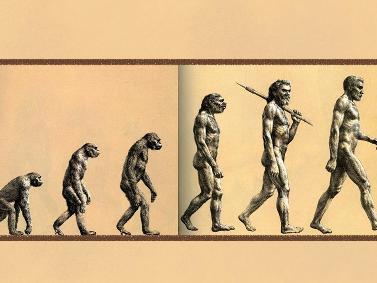 human hair evolution