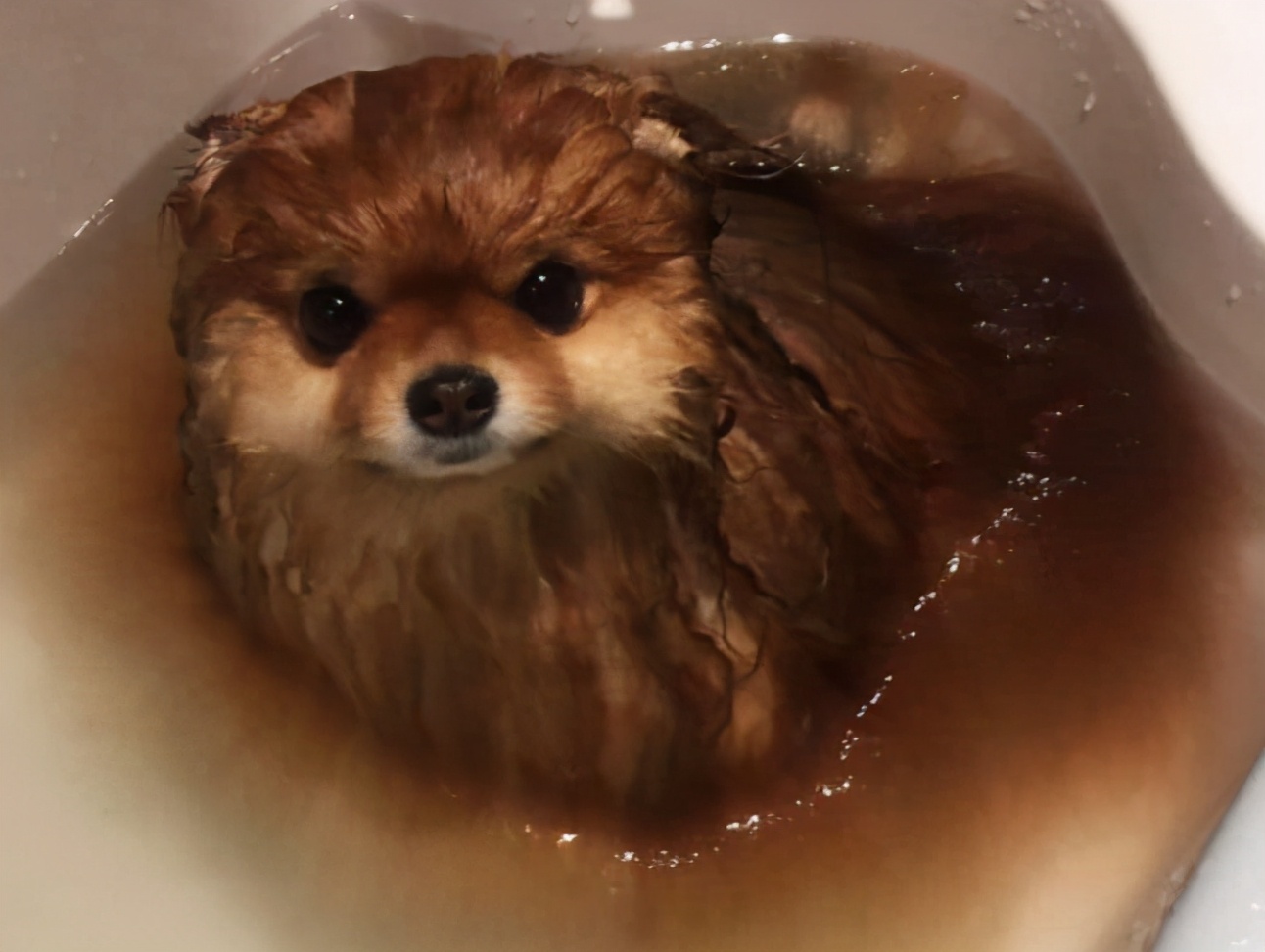 How Often Does A Pomeranian Take A Bath It Turned Out To Be Wrong For So Many Years Inews