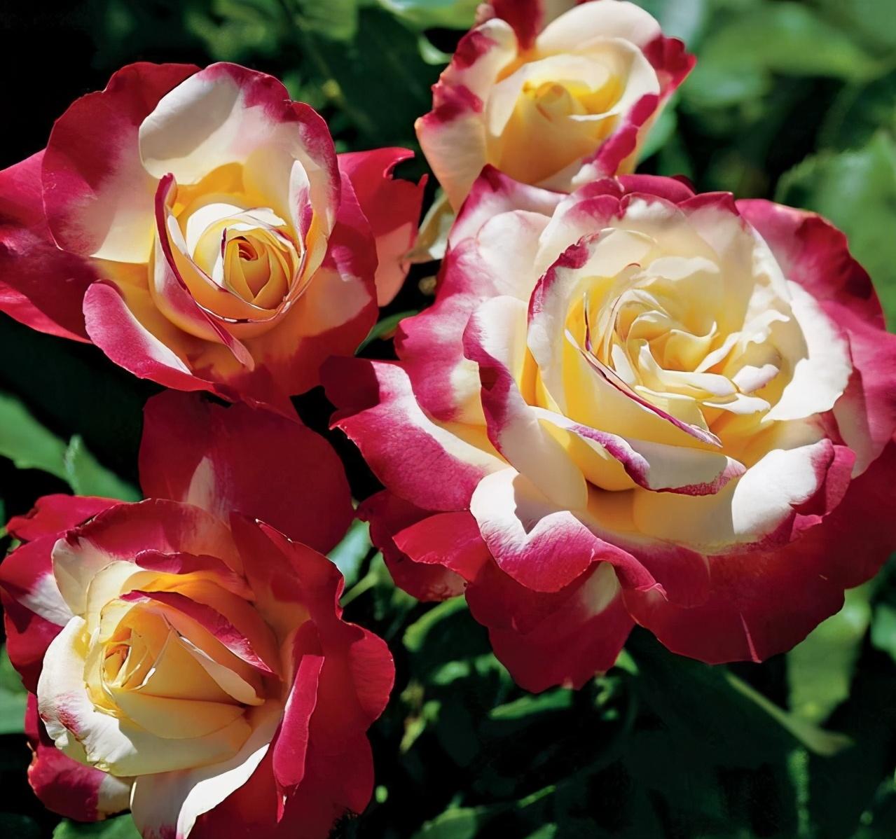 Seven classifications of rose varieties - iMedia