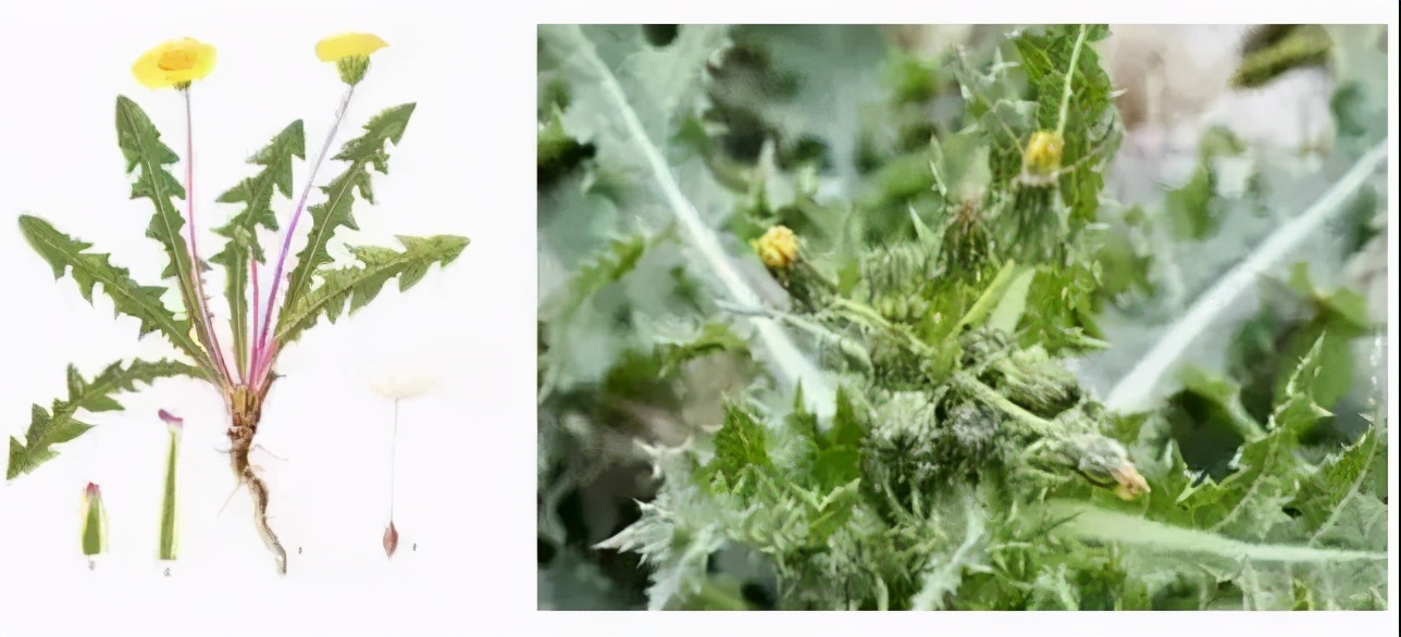 那些好吃又 有毒 的野菜 你都了解吗 资讯咖