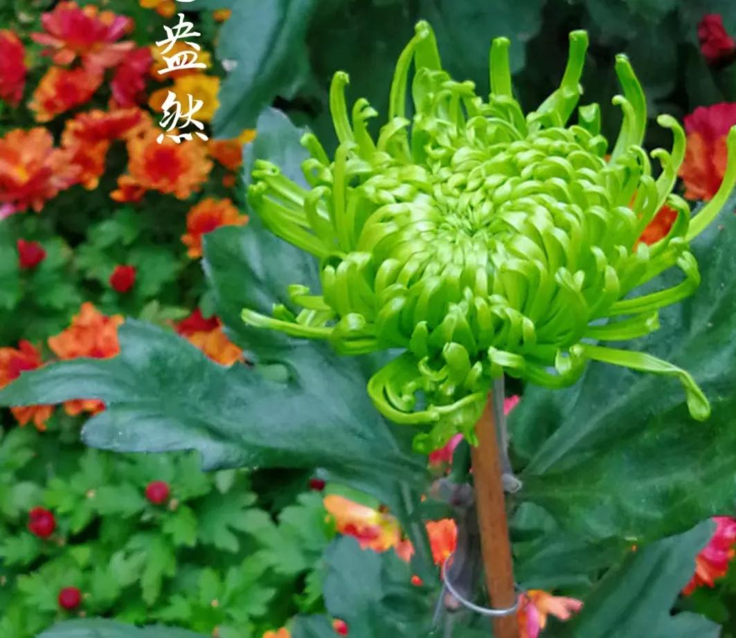 one flower one World iMedia