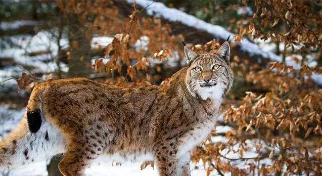 The battle between lynx and wolves: a trick that makes the wolves ...