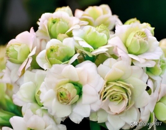 长寿花之美 Mp头条