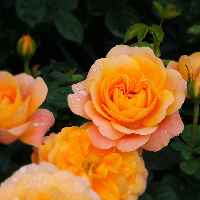 Rose Mee Let's grow a rose