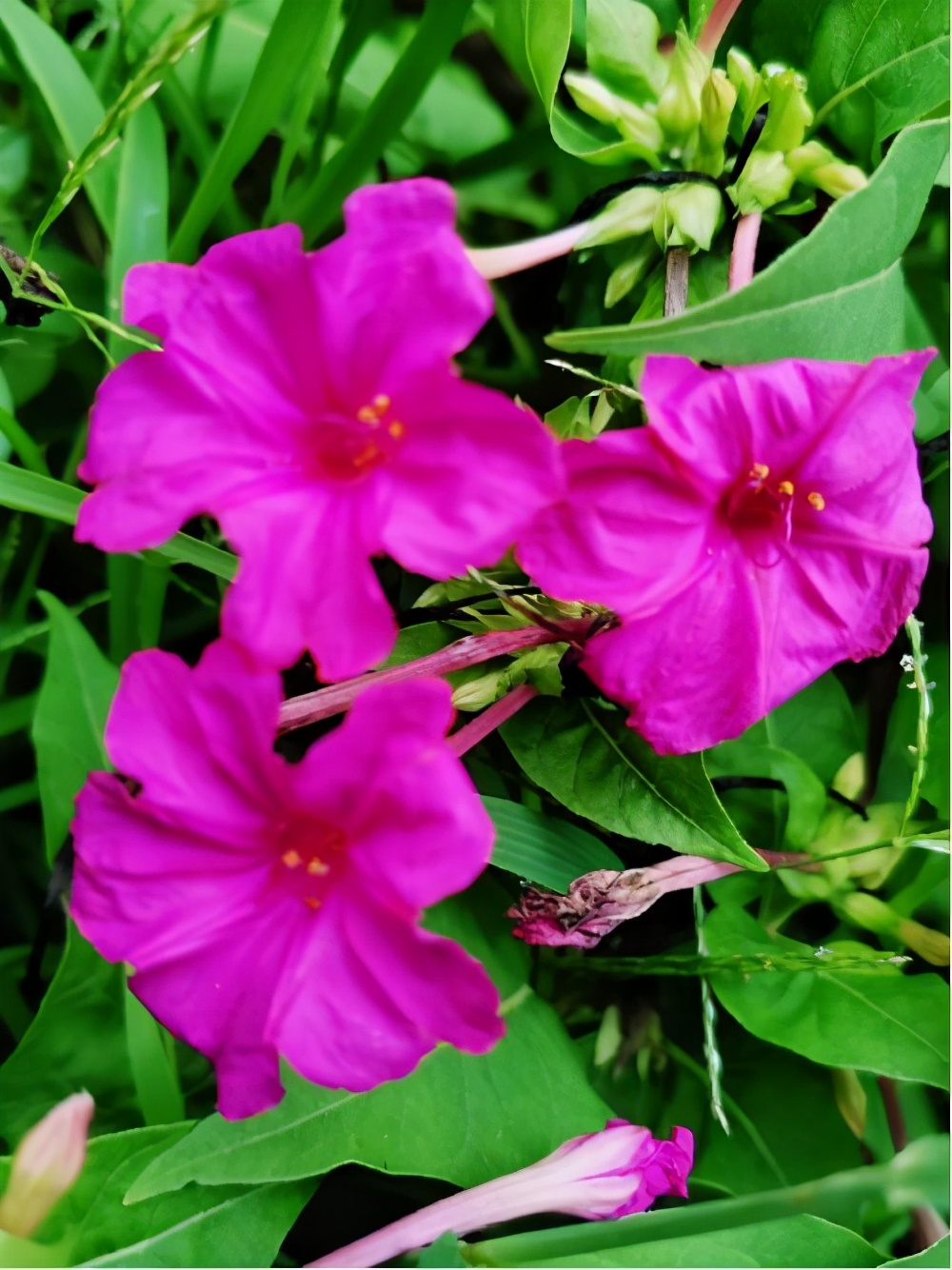 These 5 unique flowers bloom only at night, so you can cook them and