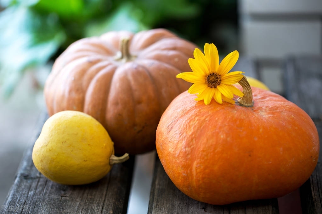 Pumpkin lowers blood sugar, who do you all hear? iMedia