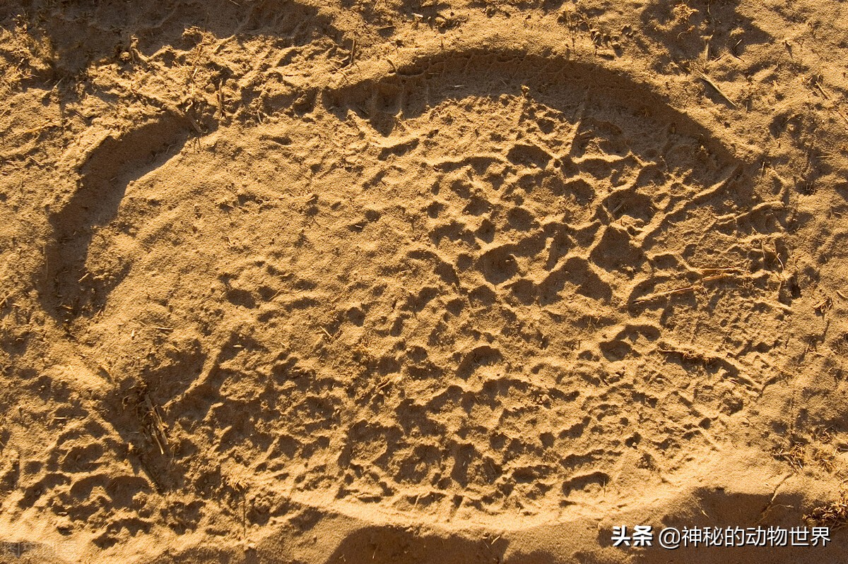 The magical feet of elephants They are walking on their toes, and they