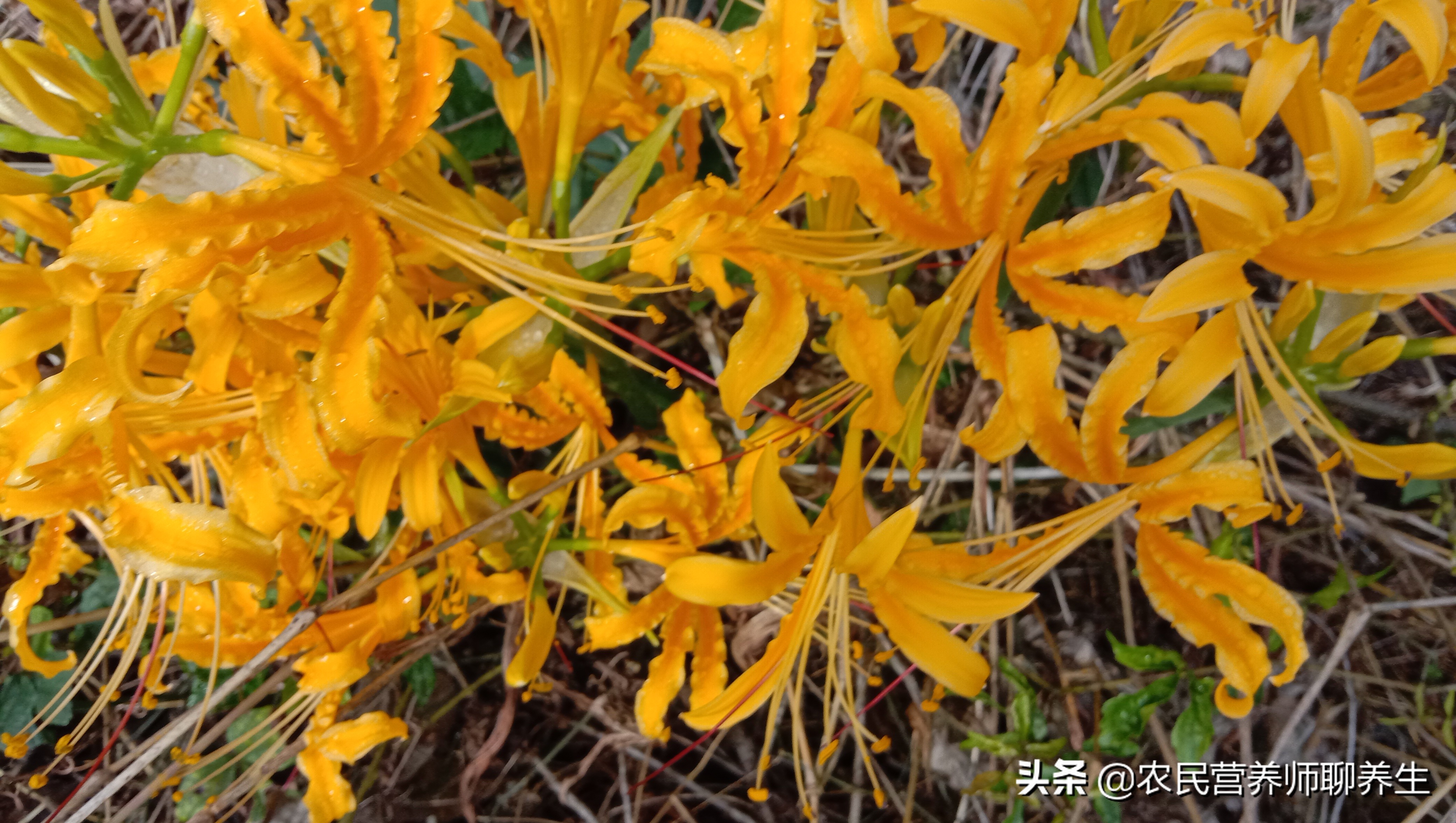 Beautiful flowers are not edible. The stems are as valuable as garlic