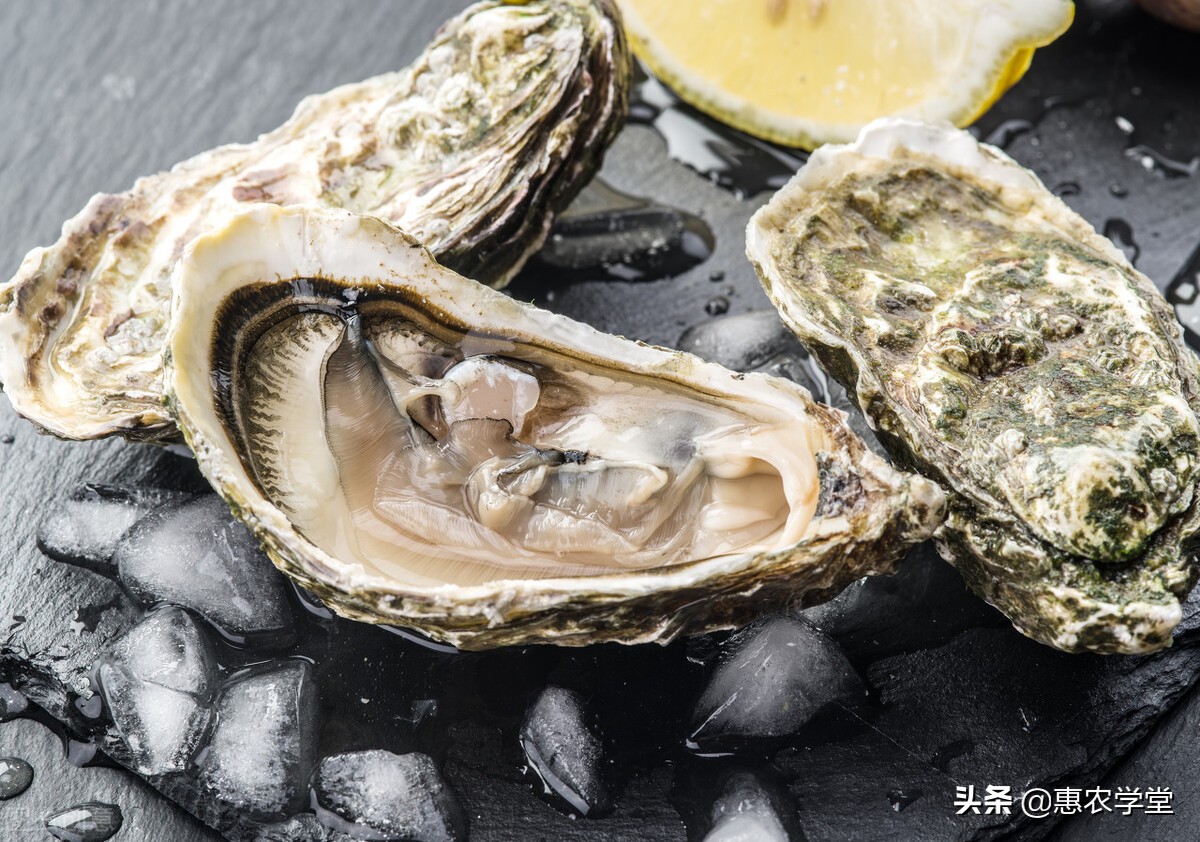 Where is the origin of pearl oysters?What is the difference between raw