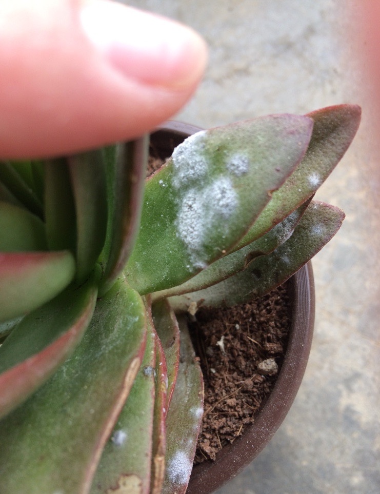 Don't be afraid of powdery mildew in succulents. Add a step before