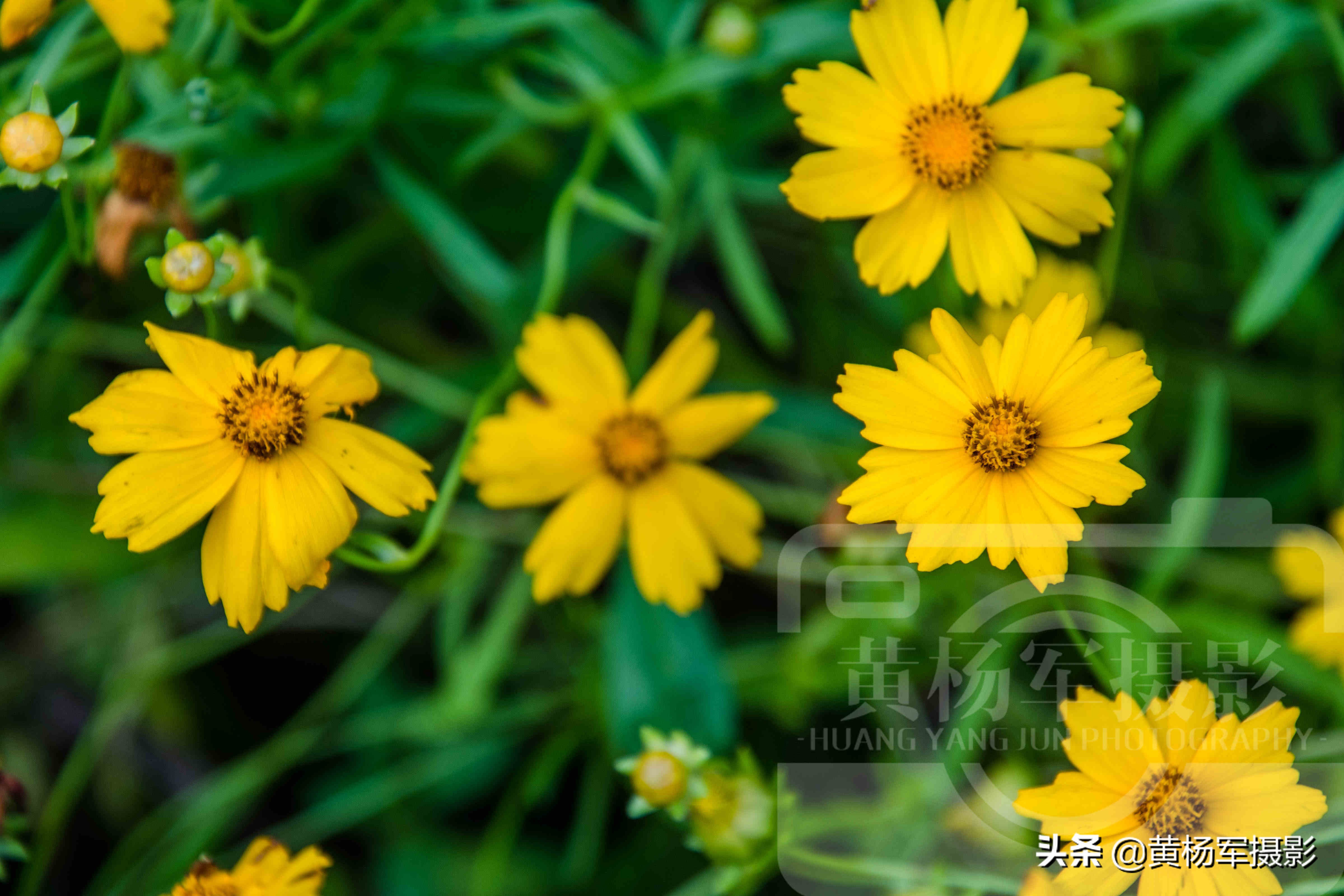 夏日盛开美如画的金鸡菊 金黄的花朵惹人爱 花繁叶茂的菊科植物 资讯咖