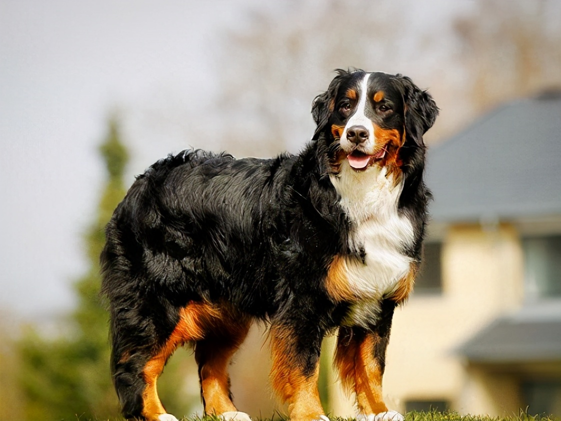 性格 最好的 6种大型犬 不吵不闹 不咬人 资讯咖