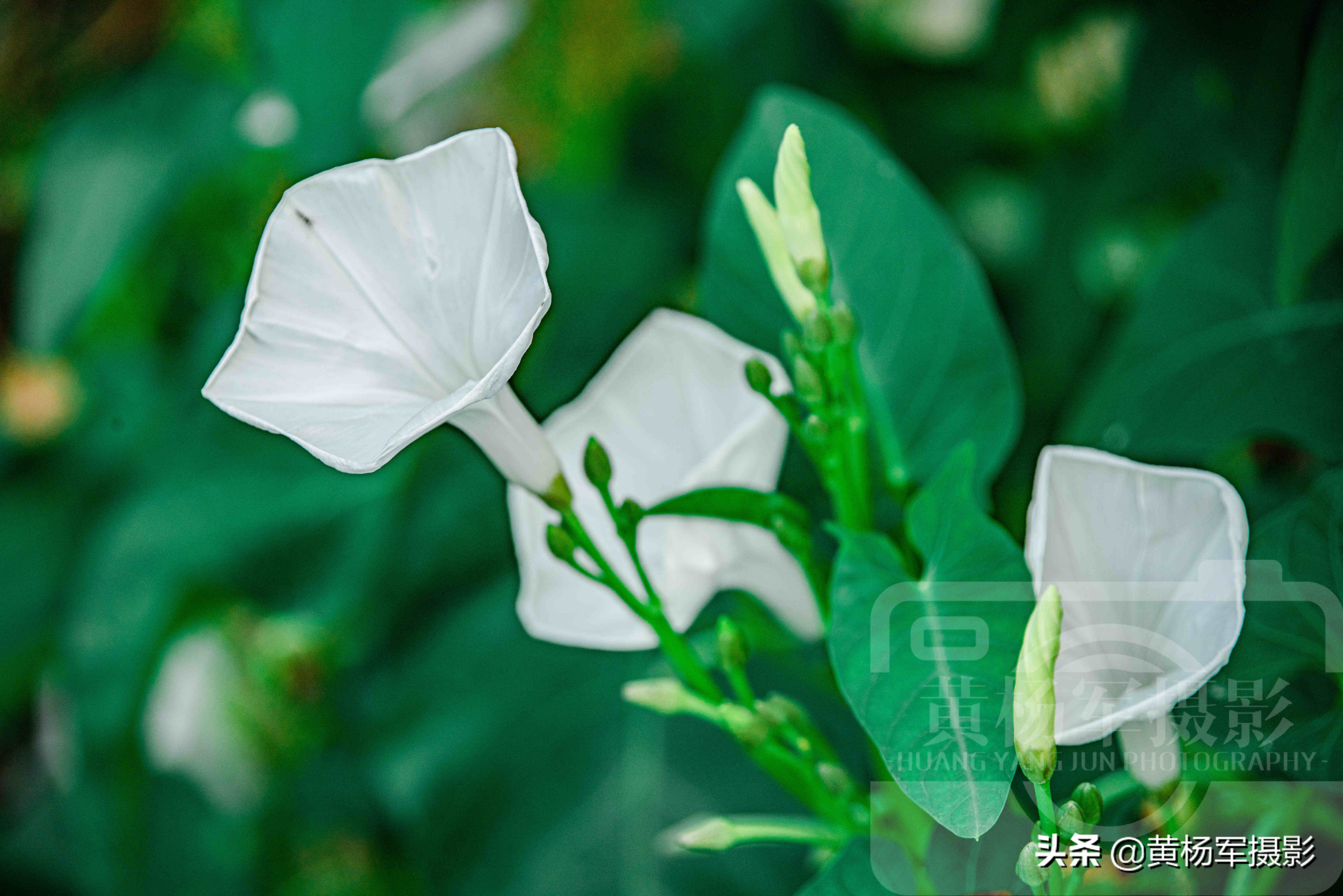 空心菜花芬芳绽放的美丽 洁白的花朵宛如喇叭很别致 艳丽迷人 Mp头条