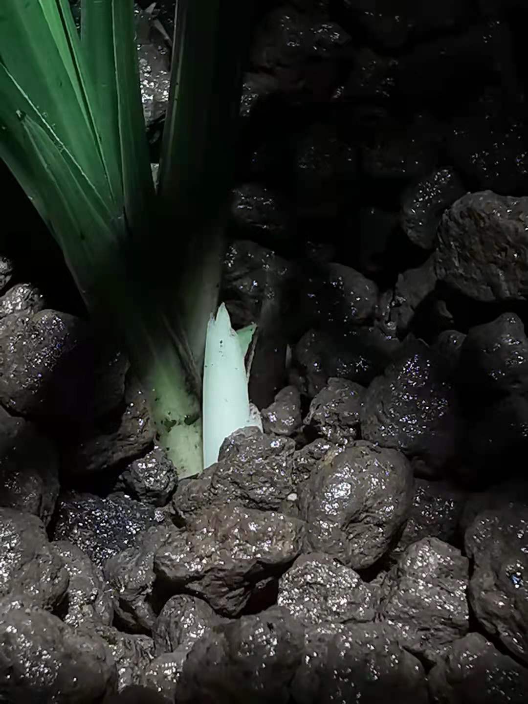 841 The boundary between flower bud and flower bud iMedia