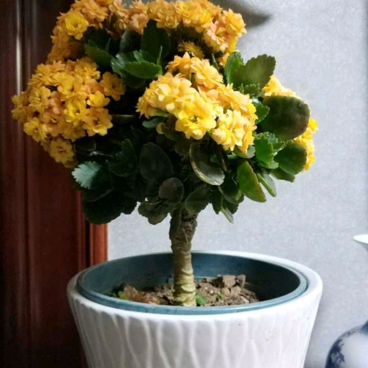 不死鳥真好養 用它嫁接長壽花 年年開爆盆 Mp頭條