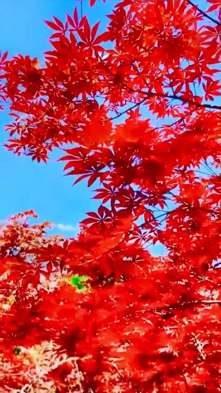 "Wind Flower, Snow and Moon, Long Thinking" iMedia