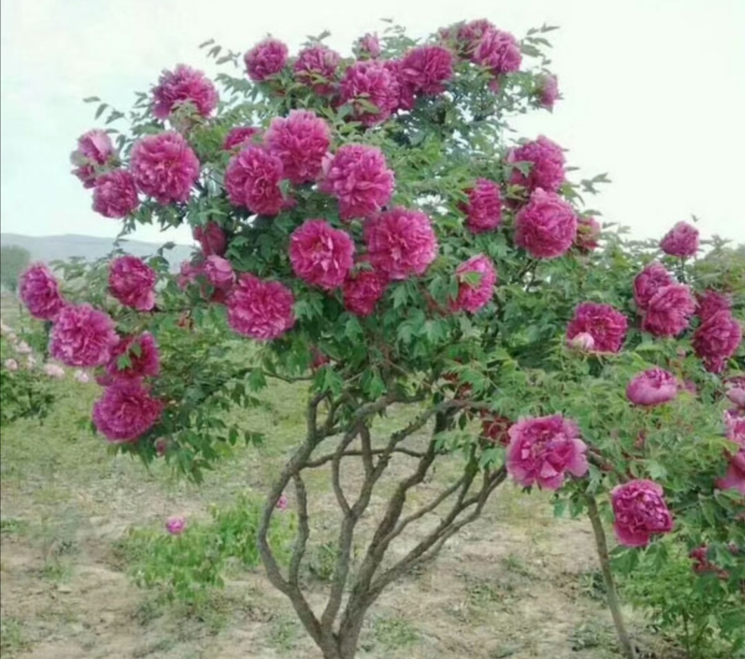 The 3 kinds of flowers have long lifespan and high ornamental value