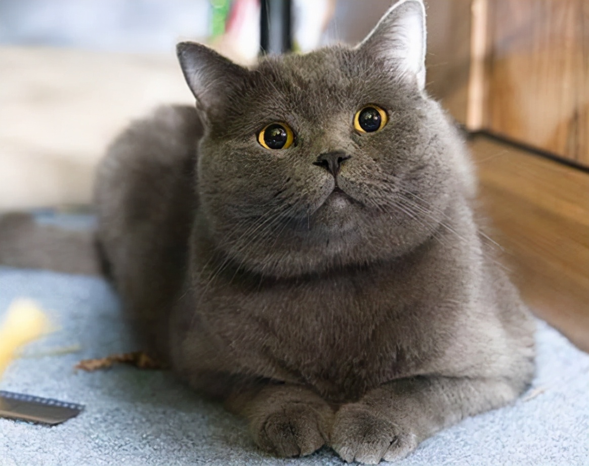 What is the cause of loose stools in British short cats? iMedia