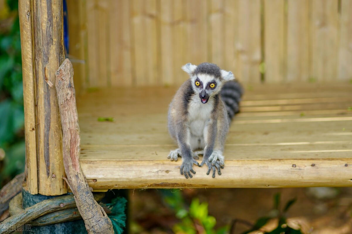 Visit the Changlong Wildlife Park, a dazzling variety of rare animals ...