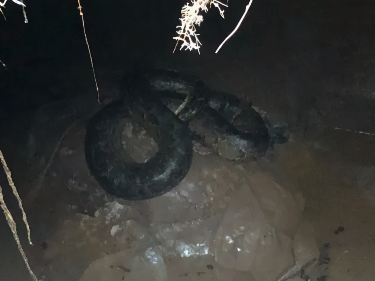 Chicken Trap Python The python breaks into the farmhouse for