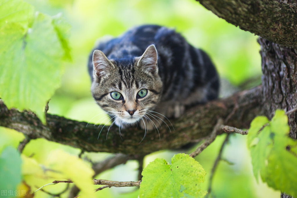 When a cat meets a tiger, how likely is it to escape?Cats do have ...