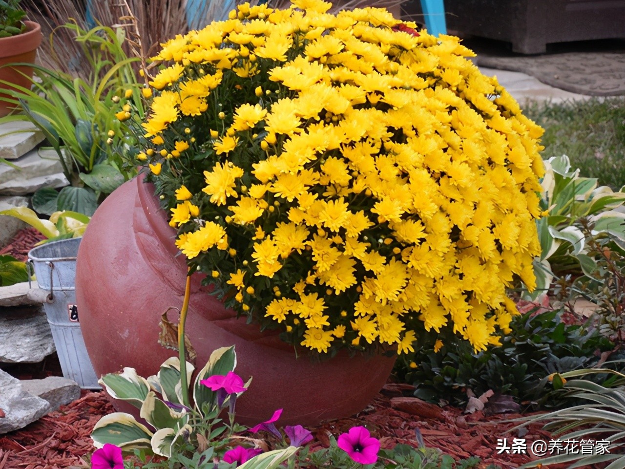 Thousand head chrysanthemum, the flowers bloom for three seasons, the ...