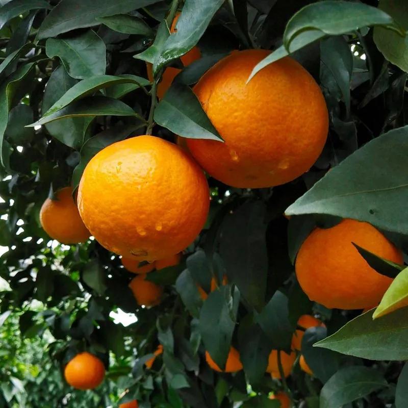 Ehime Jelly Orange that can be drunk directly, the flesh is full