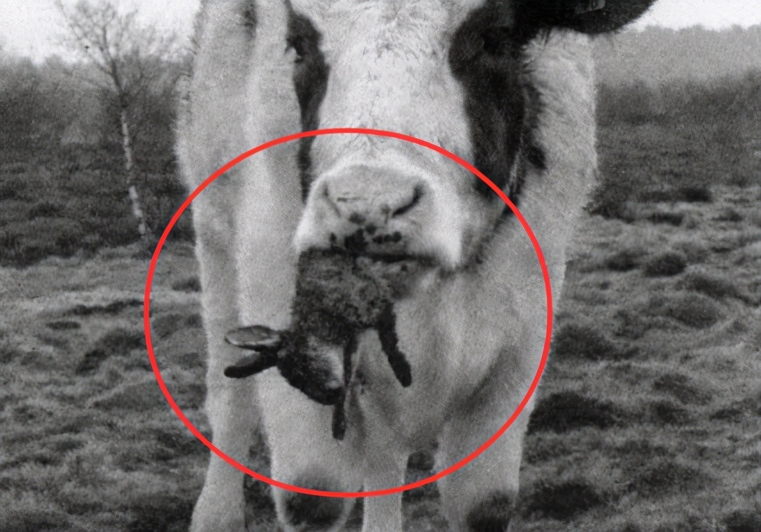 Why can't we feed meat to herbivores?The researcher gave a few cases