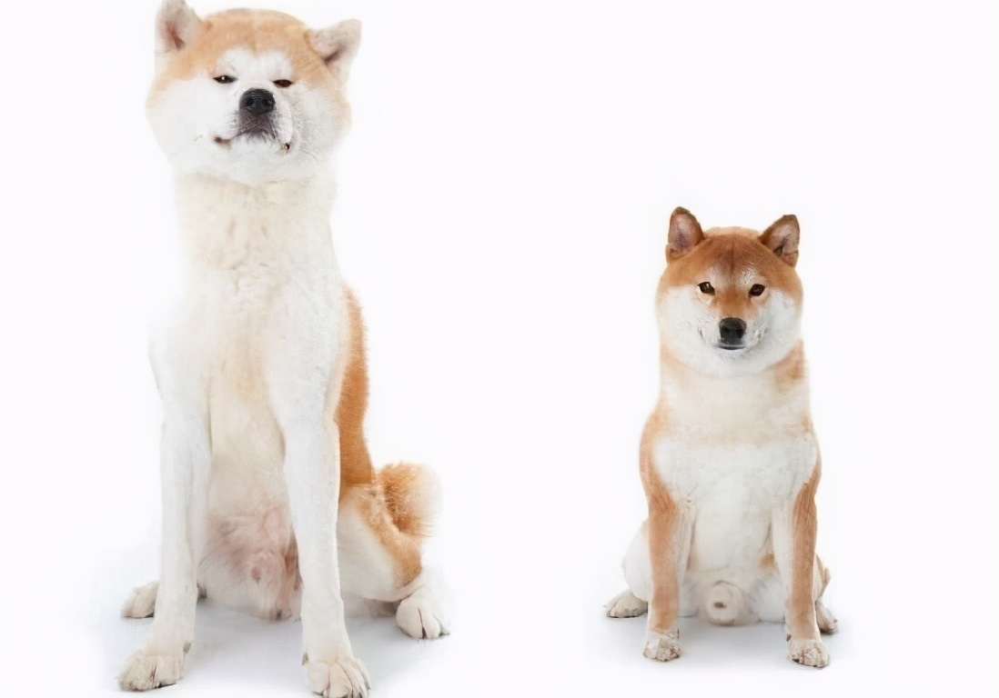 What is the difference between Shiba Inu and Akita Inu?Which is more