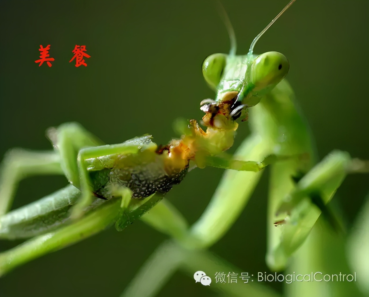 Beneficial Insects for Agriculture-Chinese Praying Mantis - iMedia