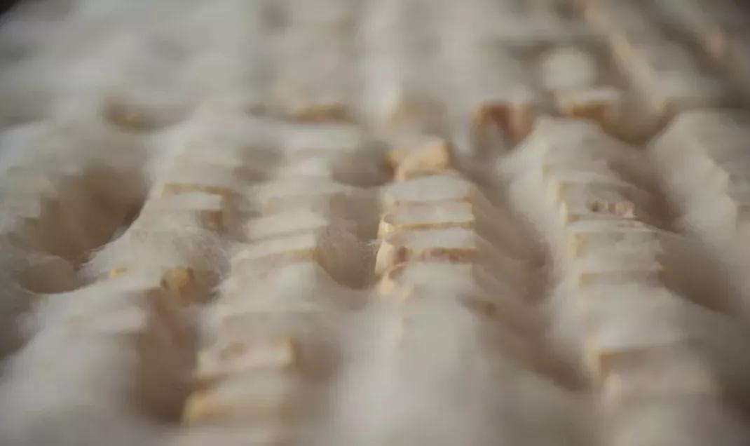 Moldy Tofu A delicacy in the depths of time, a must for heavy flavors