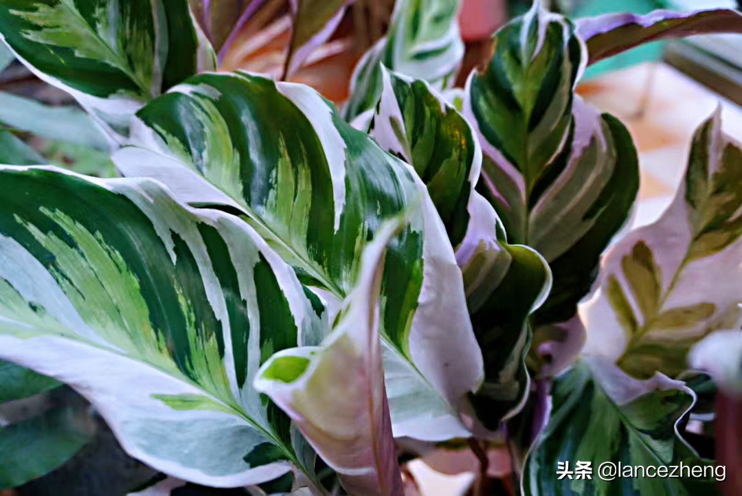 油画竹芋怎么养都焦边 快来看看问题出在哪里 资讯咖