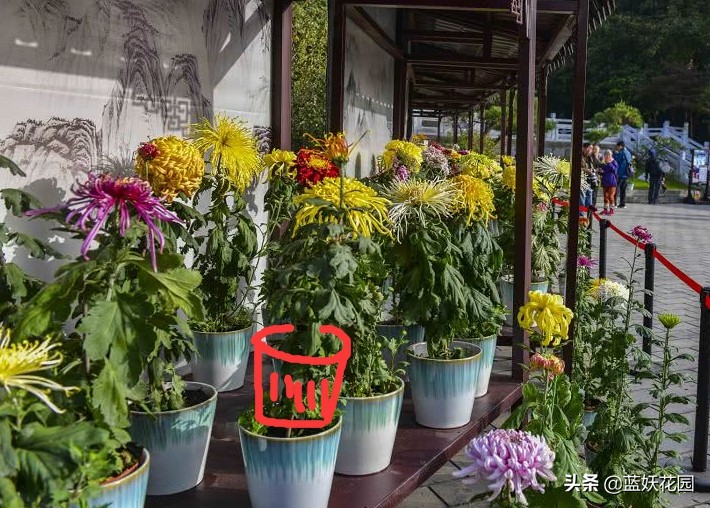 Chrysanthemums always grow tall and fall down as soon as they bloom