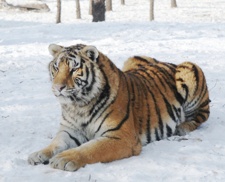 Siberian tiger, the heaviest tiger in the world, king of the jungle ...