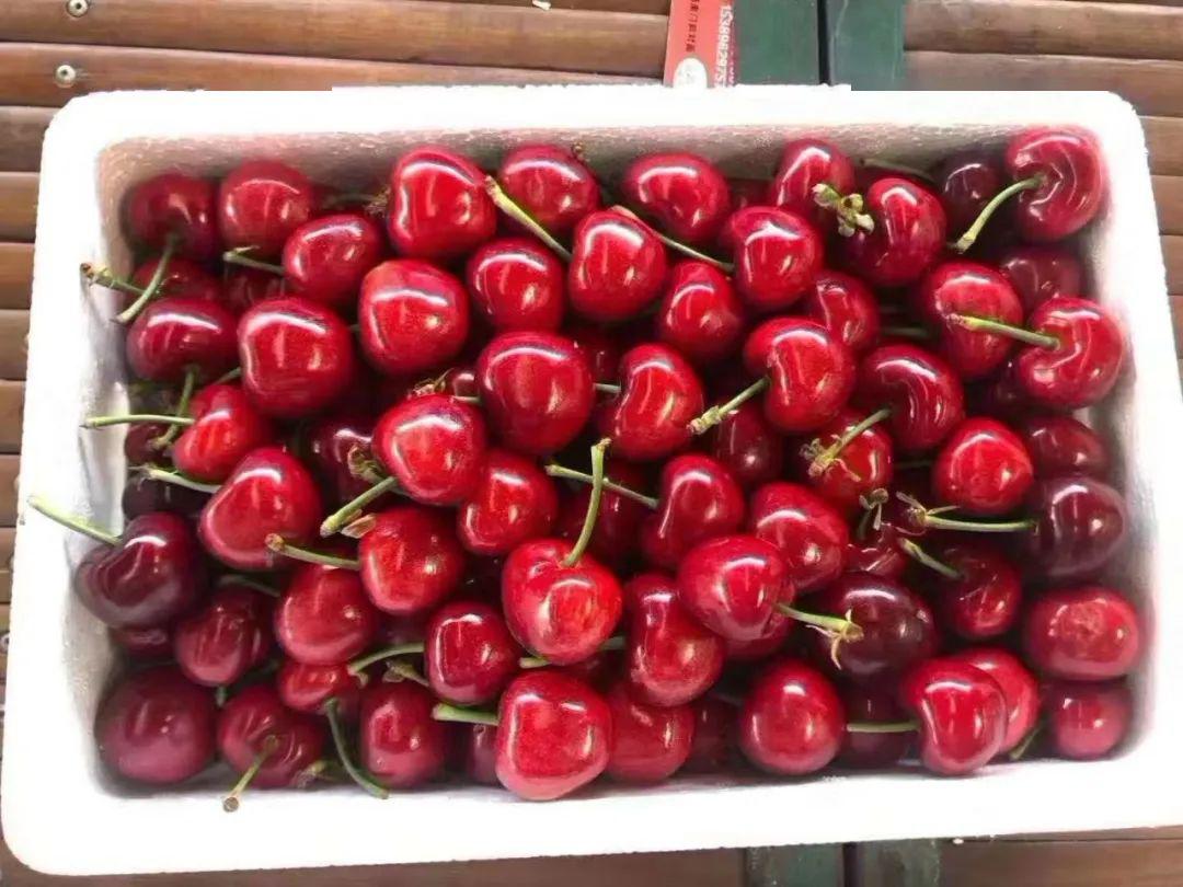 What is the little white worm that is soaked in cherries?Is it harmful