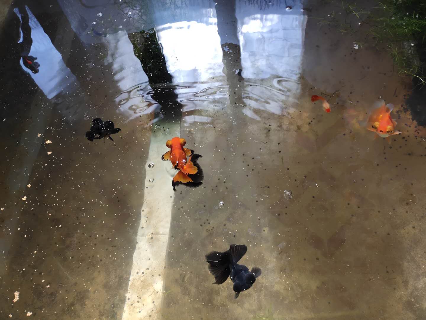 繁殖金鱼是人工孵化好 还是自然繁殖好呢 要看鱼主人自己的选择 资讯咖