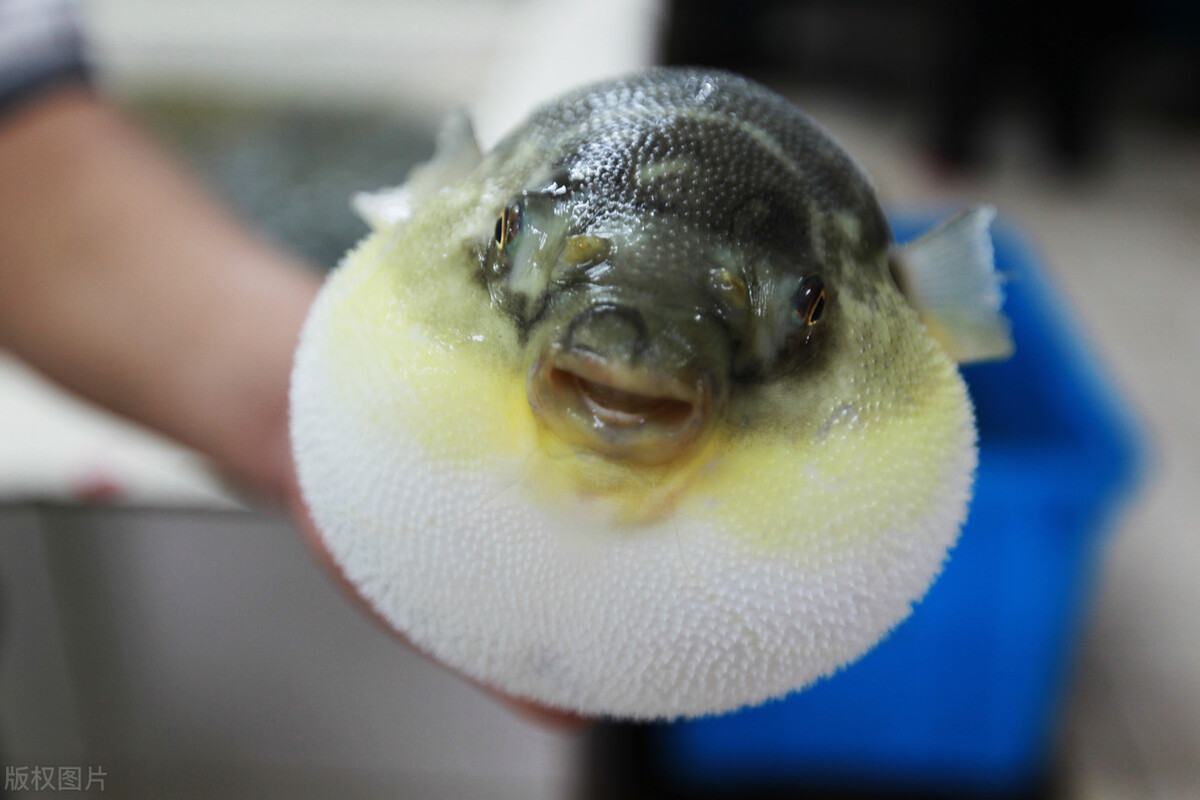 河豚本身含有剧毒 却还是有人非常爱吃河豚 真的有那么好吃 资讯咖