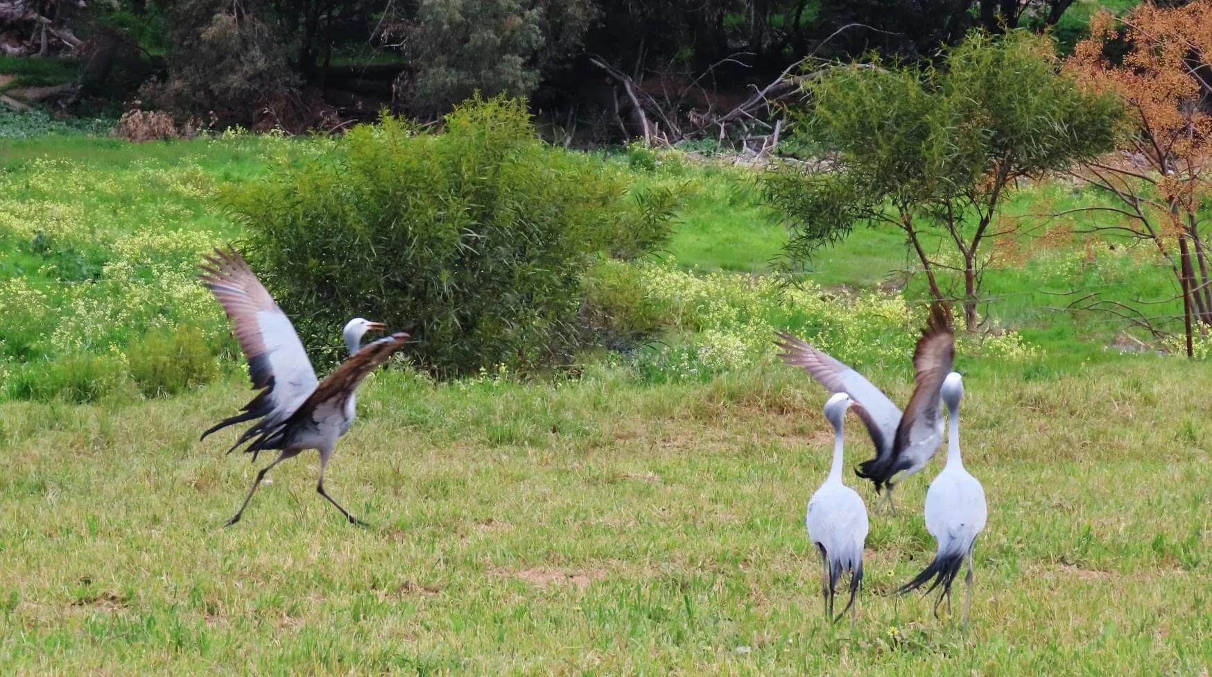 Blue Crane The National Bird Of South Africa IMedia blue-crane-the-national-bird-of-south-africa-imedia