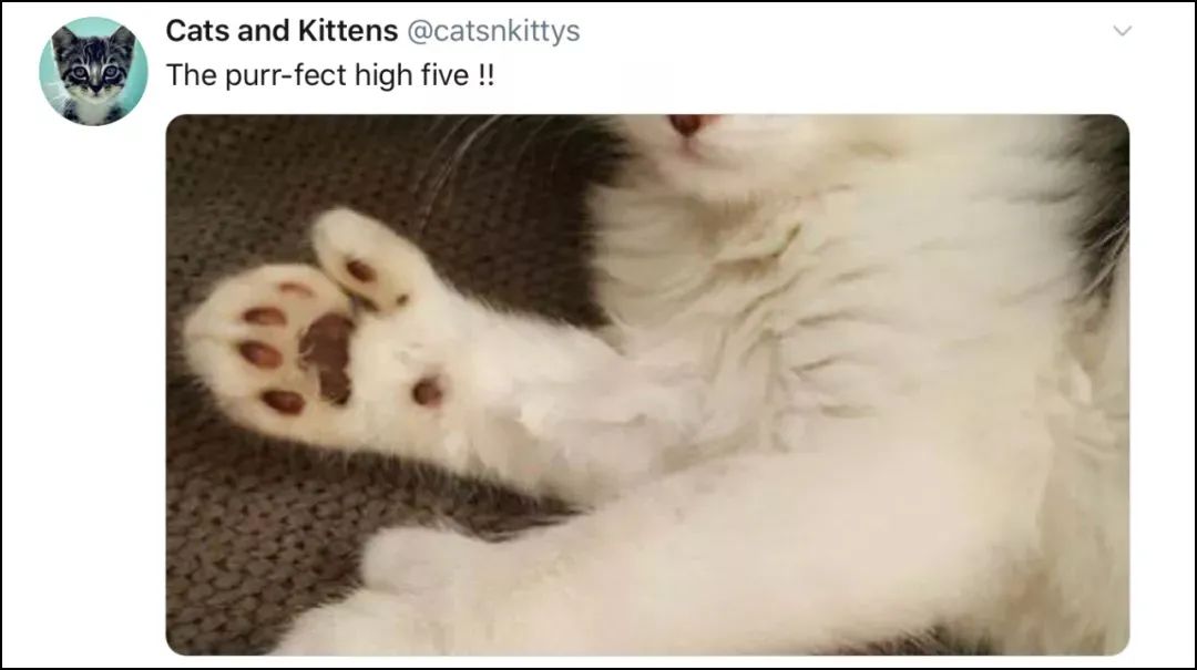 "My cat has many toes!" iMedia