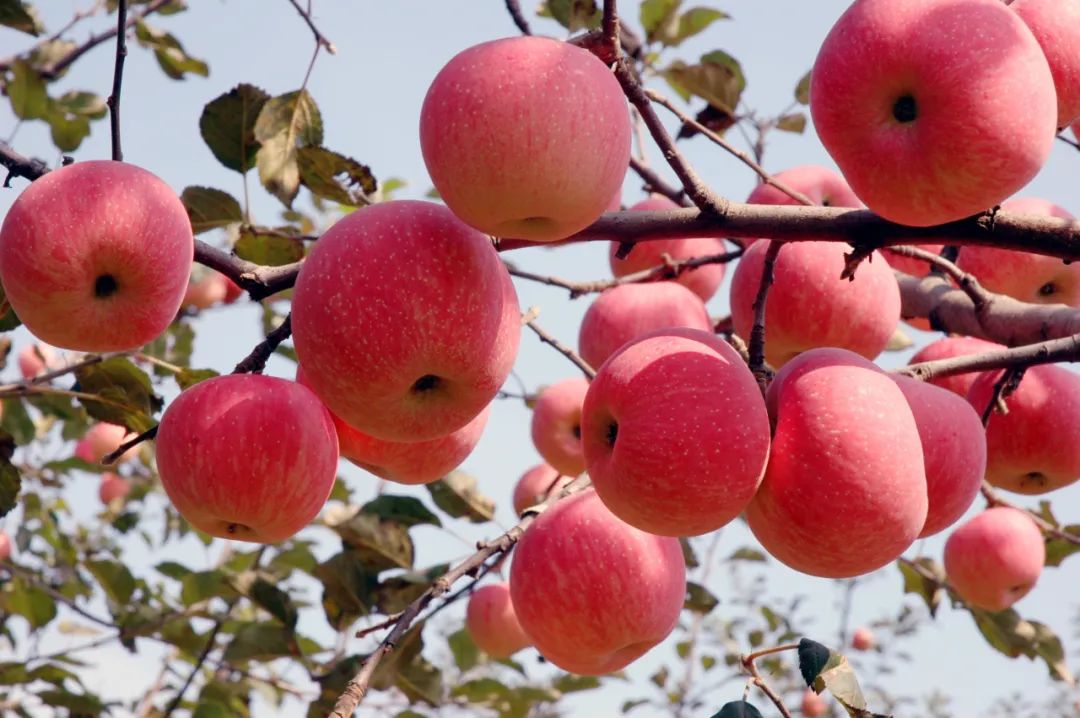 Is eating apples poisonous at night?Nutrition experts say this Don't