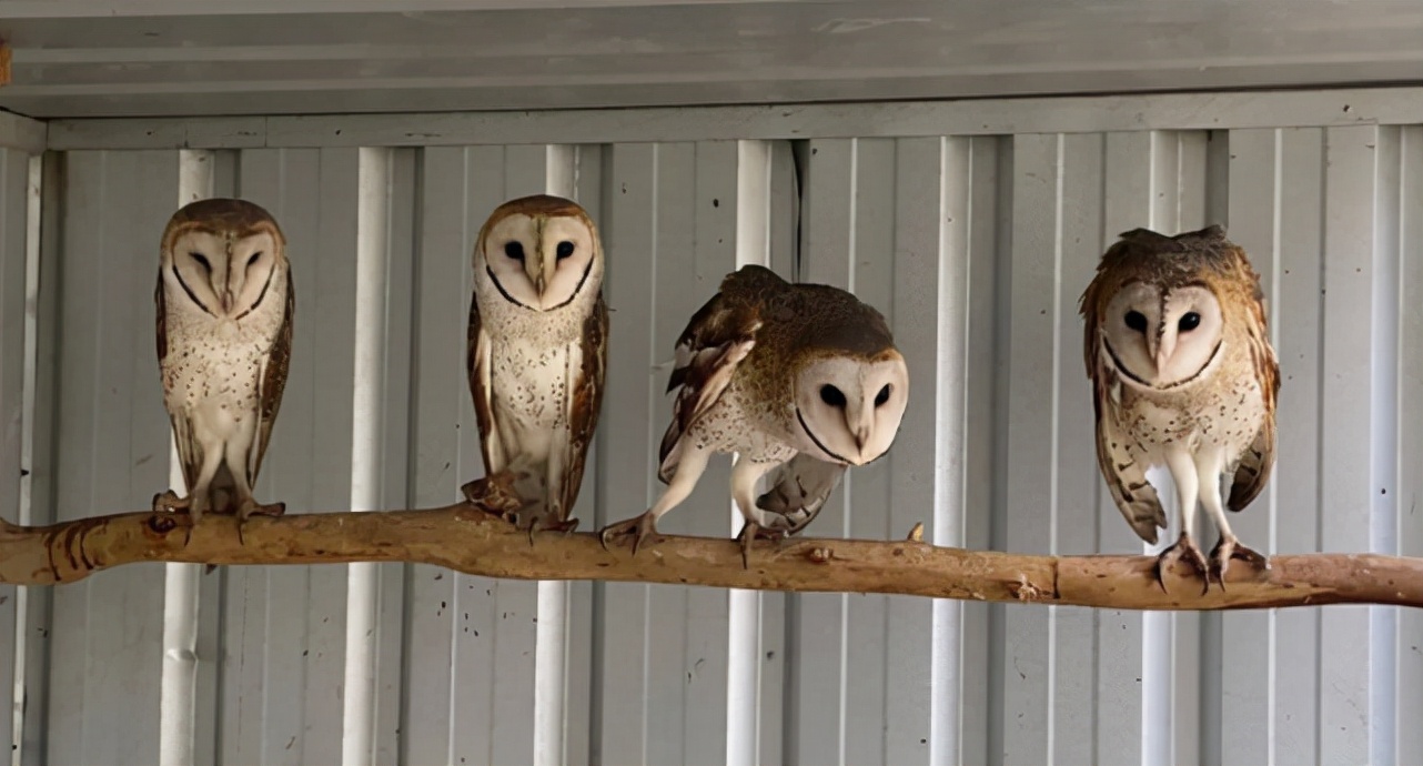 The number of cute owls in Australia has dropped. The truth the drug is used to kill rats, but