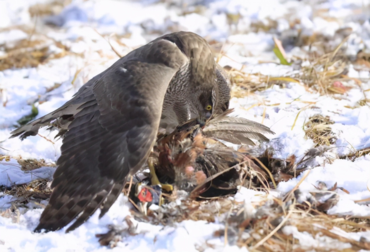 How strong are the top five owls in the Raptor list?Treat other birds