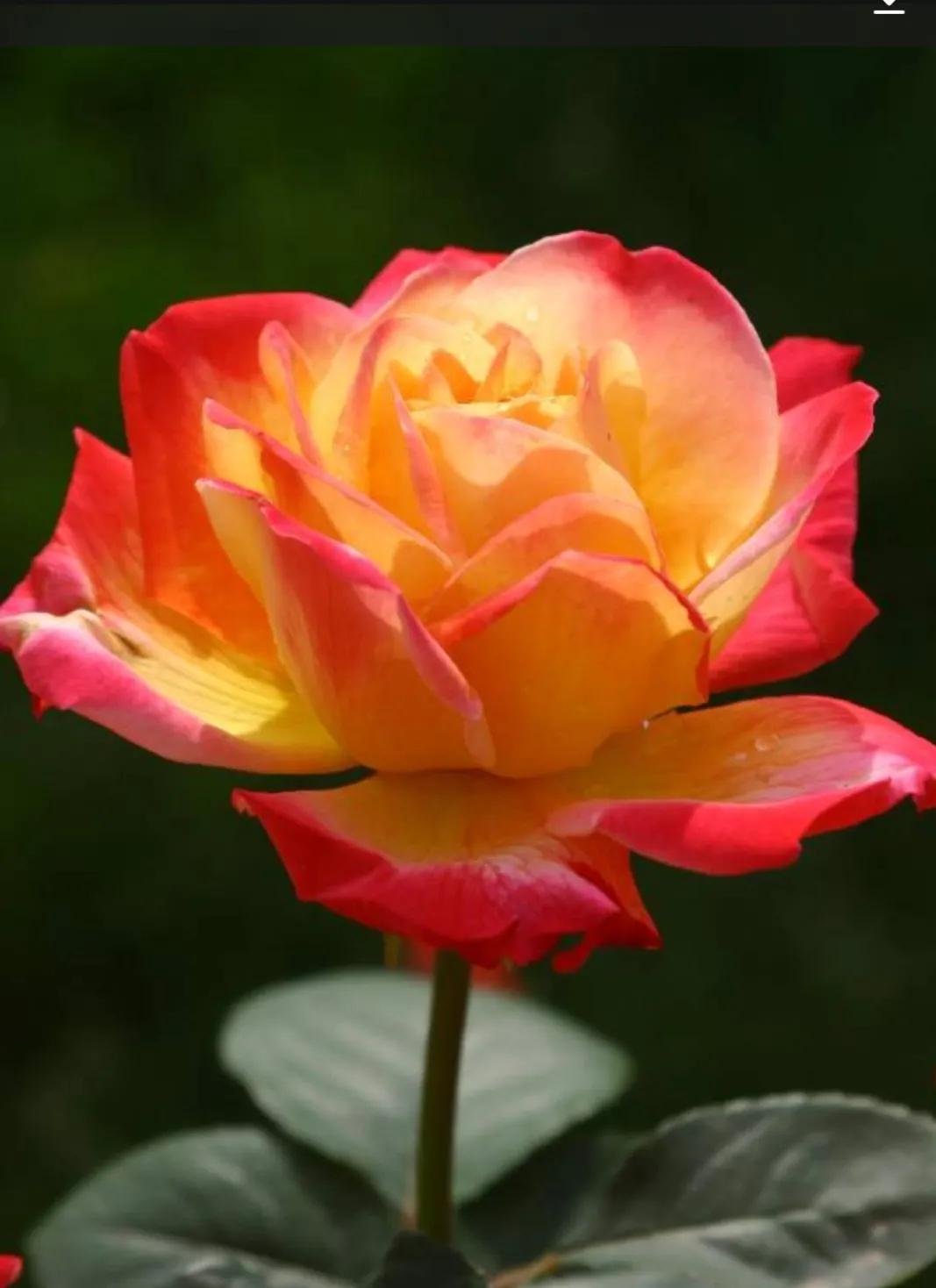 Flower language and meaning of Chinese rose iMedia