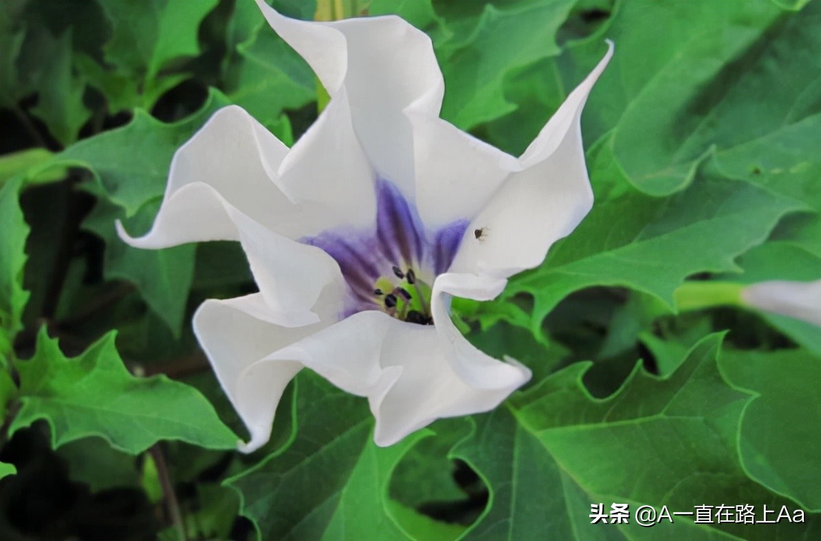 The ten most dangerous flowers in the world, the world's first poisonous flower iMedia